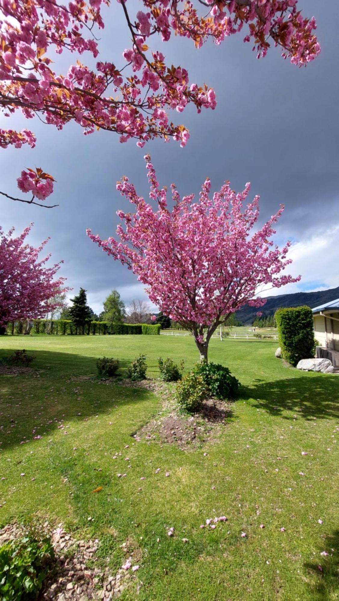 Lake Dunstan Motel Cromwell Zewnętrze zdjęcie